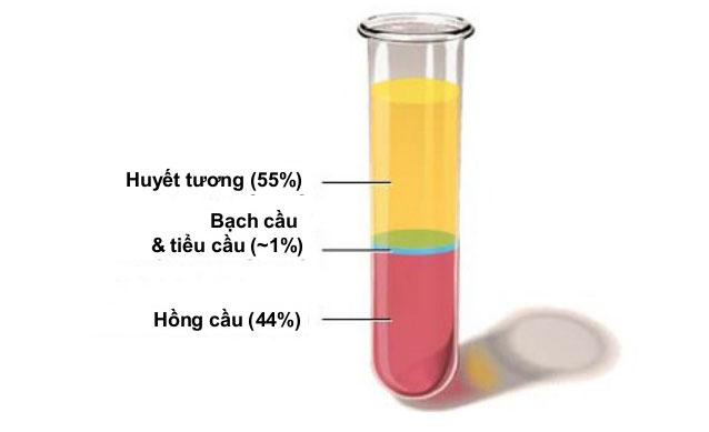 Các thành phần cơ bản và chức năng của huyết tương