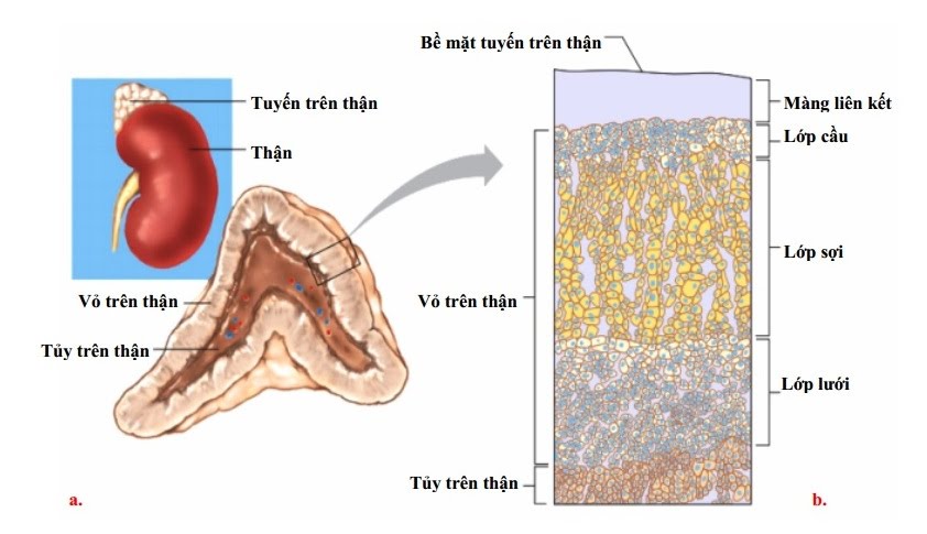 Sinh lý nội tiết tuyến thượng thận