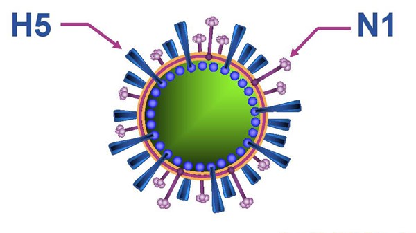 Cách phòng chống H5N1 tại nhà