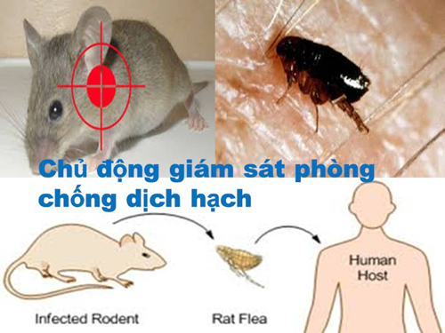 Bệnh dịch hạch là gì? Cách phòng ngừa và điều trị