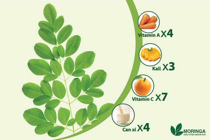 Giá trị dinh dưỡng của cây Chùm Ngây