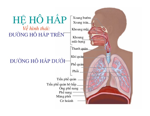 Viêm đường hô hấp trên là gì?