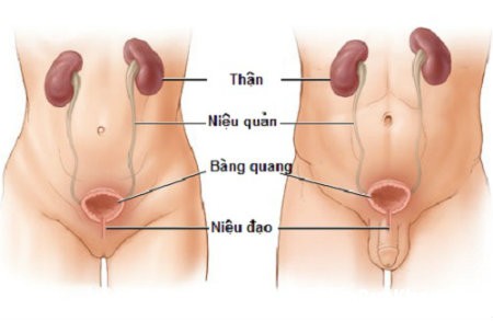 Viêm niệu đạo là gì?