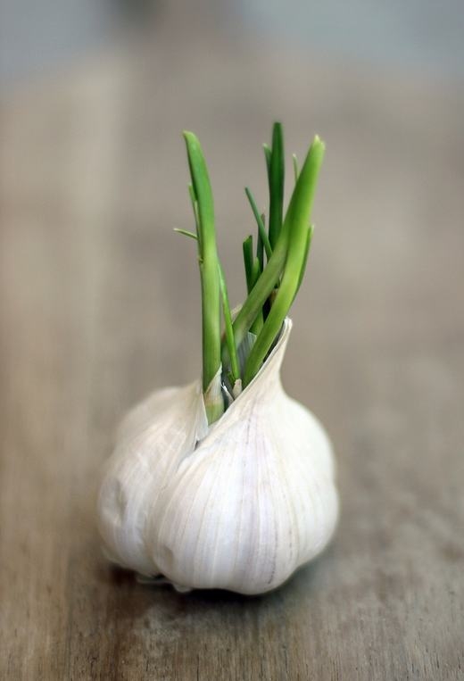 Tỏi mọc mầm, 
