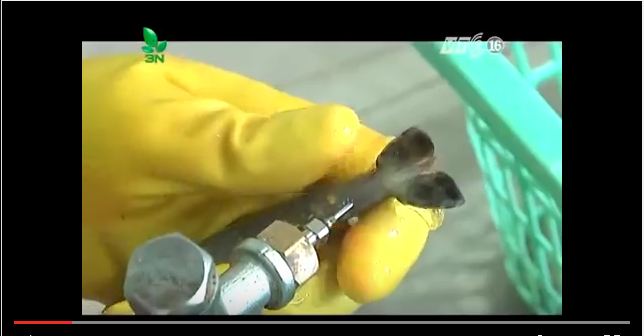 Tôm bị bơm tăng trọng