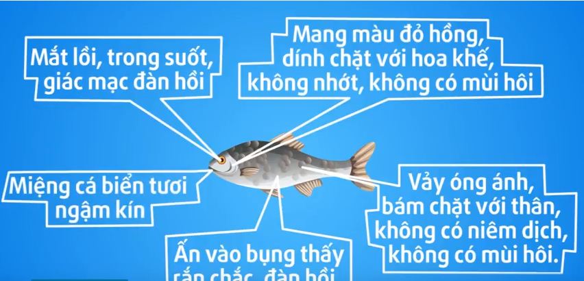 Cách chọn cá sạch
