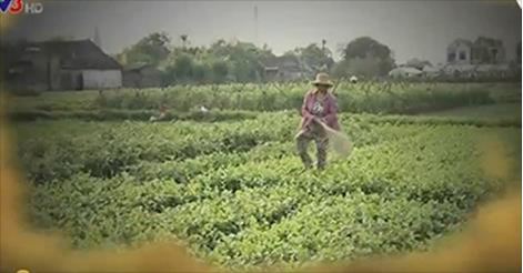 Rách lá là do sâu ăn hay do nông dân làm?