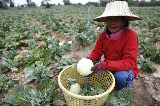 Nông sản Thái Lan có chất độc vượt ngưỡng cho phép