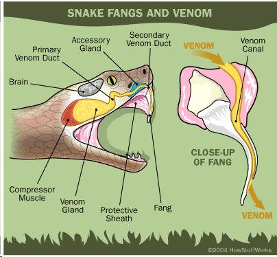 Cách xử lý sau khi bị rắn cắn