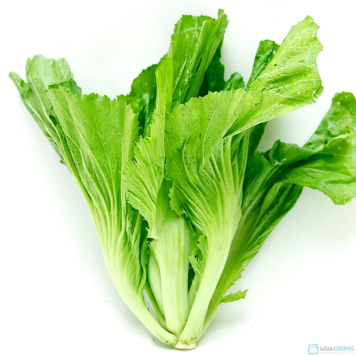 Tác dụng của cải bẹ xanh trong việc chữa bệnh