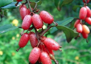 Công dụng chữa bệnh của quả nhót