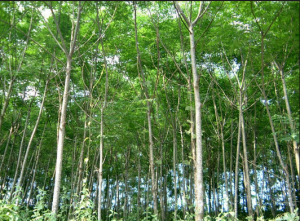 Chữa bệnh đau lưng từ cây xoan