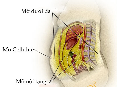 Mỡ nội tạng ảnh hưởng gì tới sức khỏe