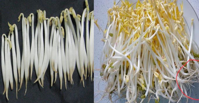 Cách nhận biết giá đỗ sạch và giá đỗ có sử dụng hóa chất Trung Quốc