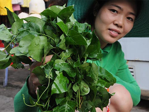 Học phương pháp chữa hẳn sỏi thận bằng lá giang Học phương pháp chữa hẳn sỏi thận bằng lá giang