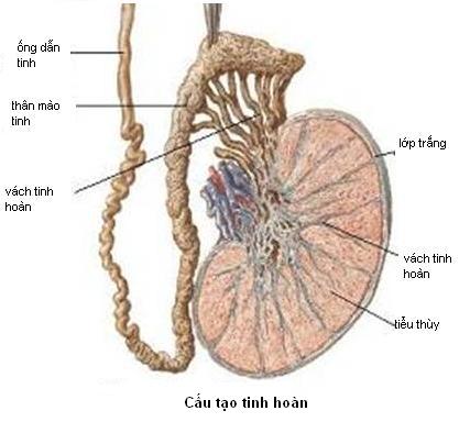 Đặc điểm và cấu tạo của tinh hoàn