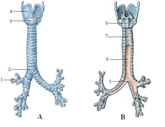 Khí quản nằm ở đâu? cấu tạo và chức năng của khí quản là gì?