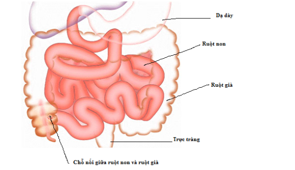 Ruột non được kết cấu như thế nào?