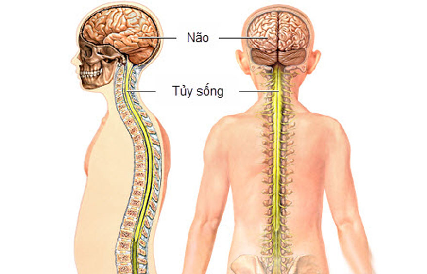 Các thực phẩm tốt dành cho người bị bệnh suy tủy