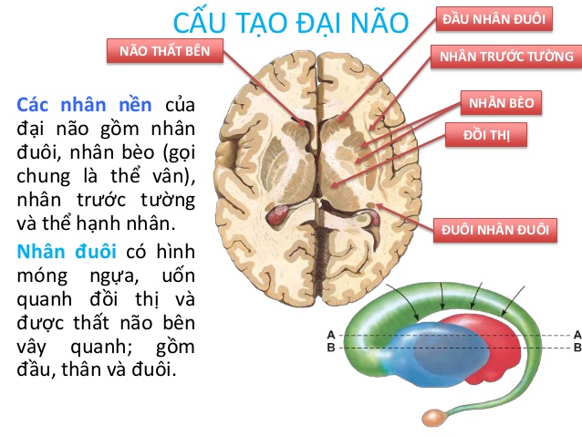 Đại não được phân chia theo 2 bán cầu não và 2 chức năng khác nhau