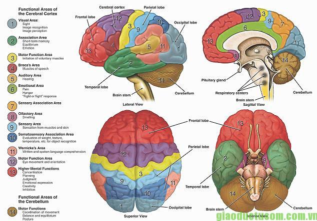 Kiến thức tổng quan về Đại não (cerebrum)