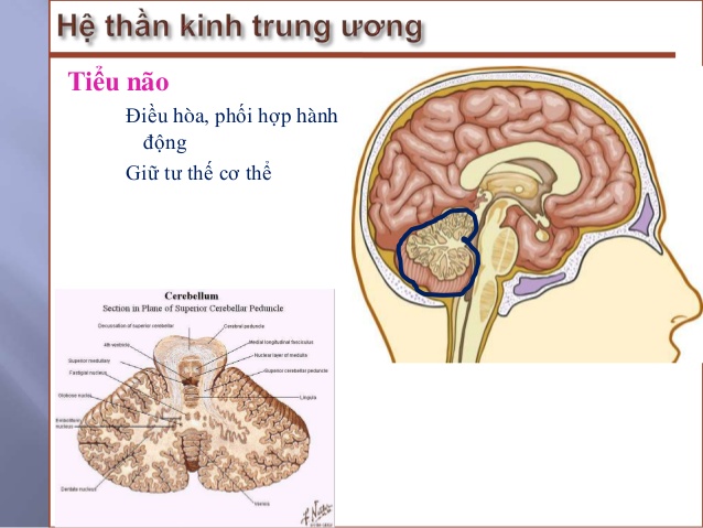 ĐẶC ĐIỂM SINH LÝ THẦN KINH TIỂU NÃO