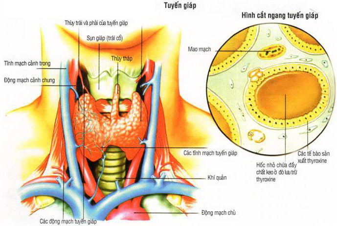 U nang tuyến giáp có phải là bệnh nguy hiểm không?