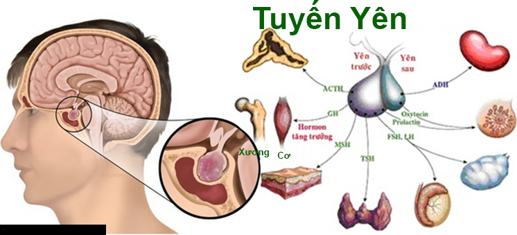 Suy tuyến yên gây nên nhiều bệnh lý nghiêm trọng