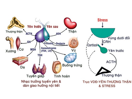 Nguyên nhân và phương pháp chữa trị bệnh suy tuyến yên