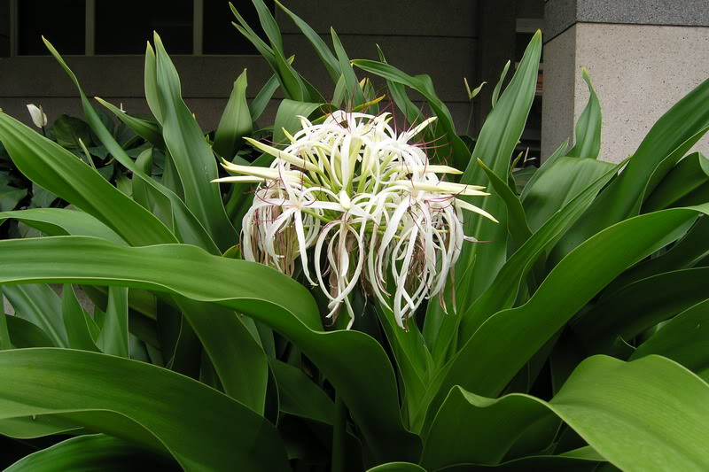 Trinh nữ hoàng cung