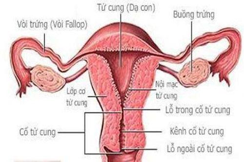 Ăn những gì để tốt cho buồng trứng?