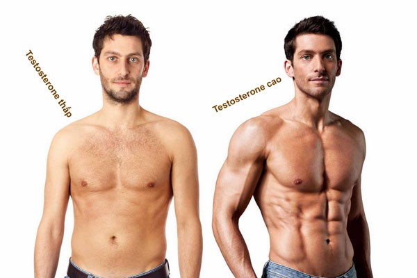 Cơ bắp rắn chắc nhờ vào Testosterone