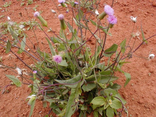 Cây rau má lá rau muống