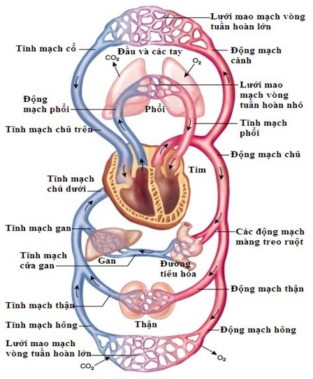 Hiểu biết về vòng tuần hoàn máu