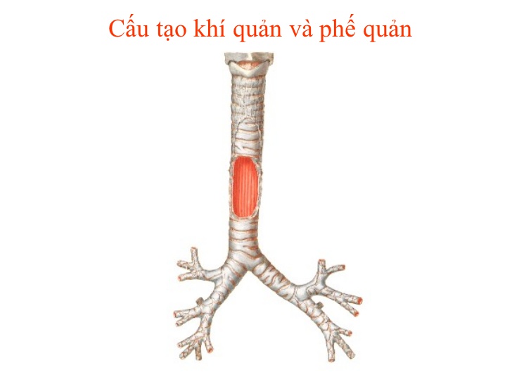 CÁC BỆNH CỦA KHÍ QUẢN -PHỔI THƯỜNG GẶP