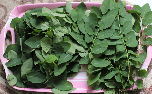 Tác dụng của rau ngót