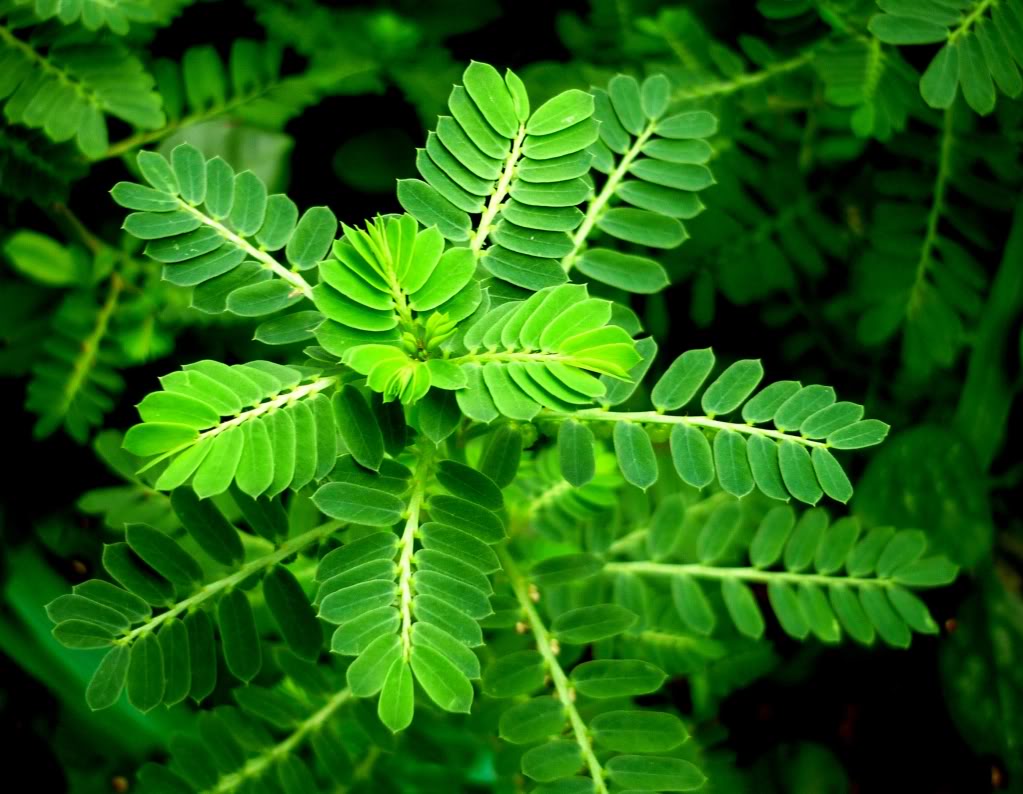 Tác dụng của cây chó đẻ răng cưa