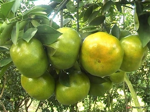 Tác dụng của trái quýt