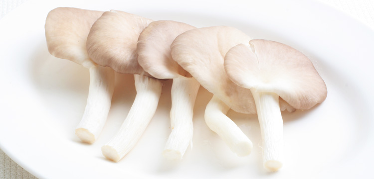 Nấm bào ngư kháng khuẩn, giảm cholesterol