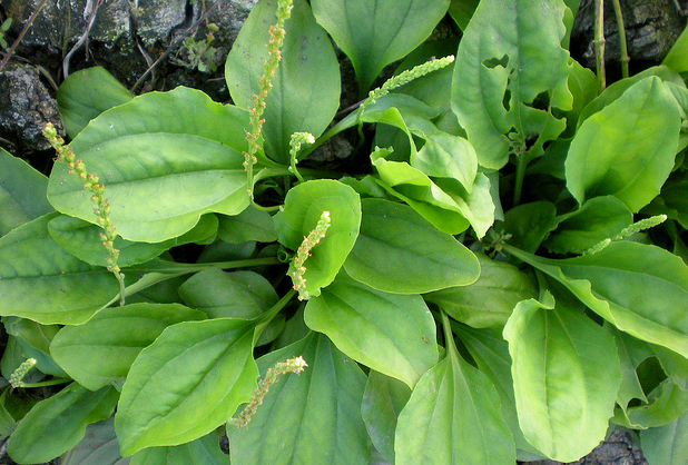 Mã đề - dược liệu quý phải có khi đi trên đường