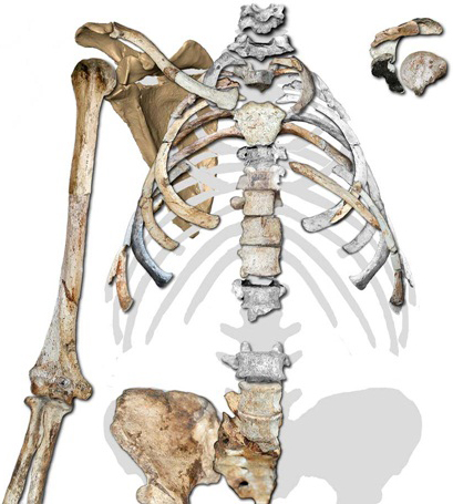 Những điều lý thú về bộ xương người