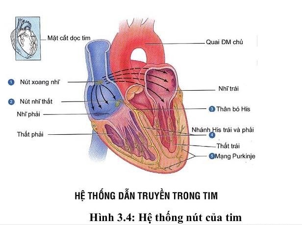 Cấu Tạo Và Chức Năng Của Tim Người