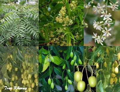 Giới thiệu về cây neem (hay còn gọi là nim) Ấn Độ