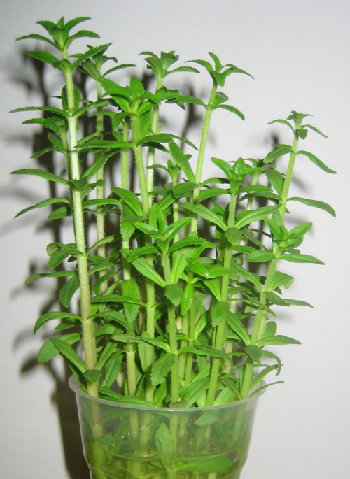 Công dụng của rau ngổ có thể bạn chưa biết