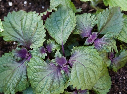 Bài thuốc cứu người khỏi tử thần từ TÍA TÔ mà ai cũng nên biết