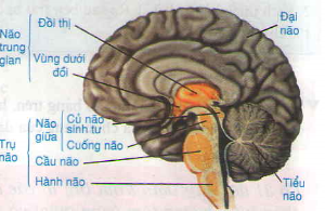 dinhduonghoc.com - dinh duong hoc