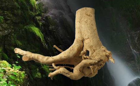 dinhduonghoc.com - tang noi tiet to nam