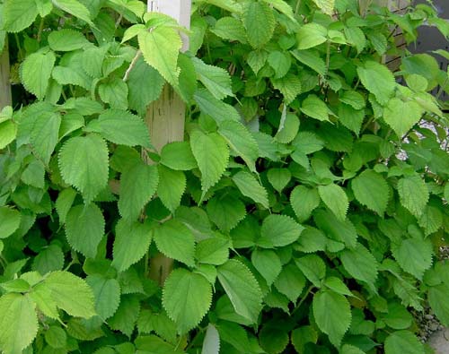 Sức khỏe gia đình - Tác dụng chữa bệnh của cây gai