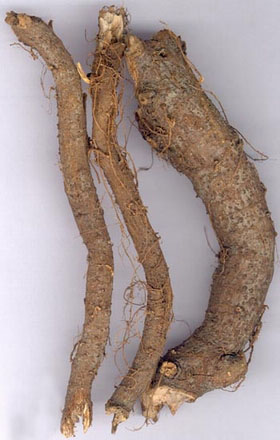 Sức khỏe gia đình - Tác dụng chữa bệnh của cây gai