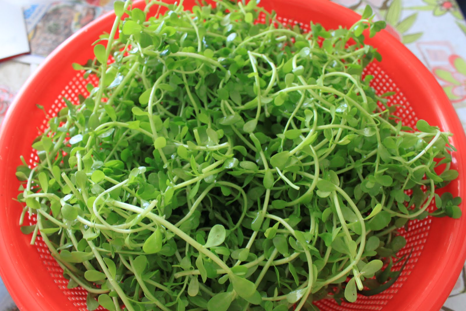 dinhduonghoc.com - rau đắng giải độc mát gan